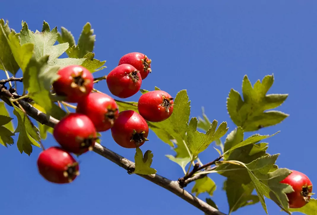 Глог Crataegus Monogyna