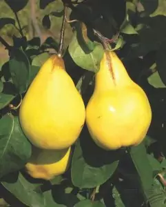 Дюля Cydonia oblonga Mill.