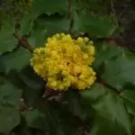 Боянка Erysimum diffusum Ehrh