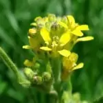 Лечебна мъдрица Sisymbrium officinale (L.) Scop