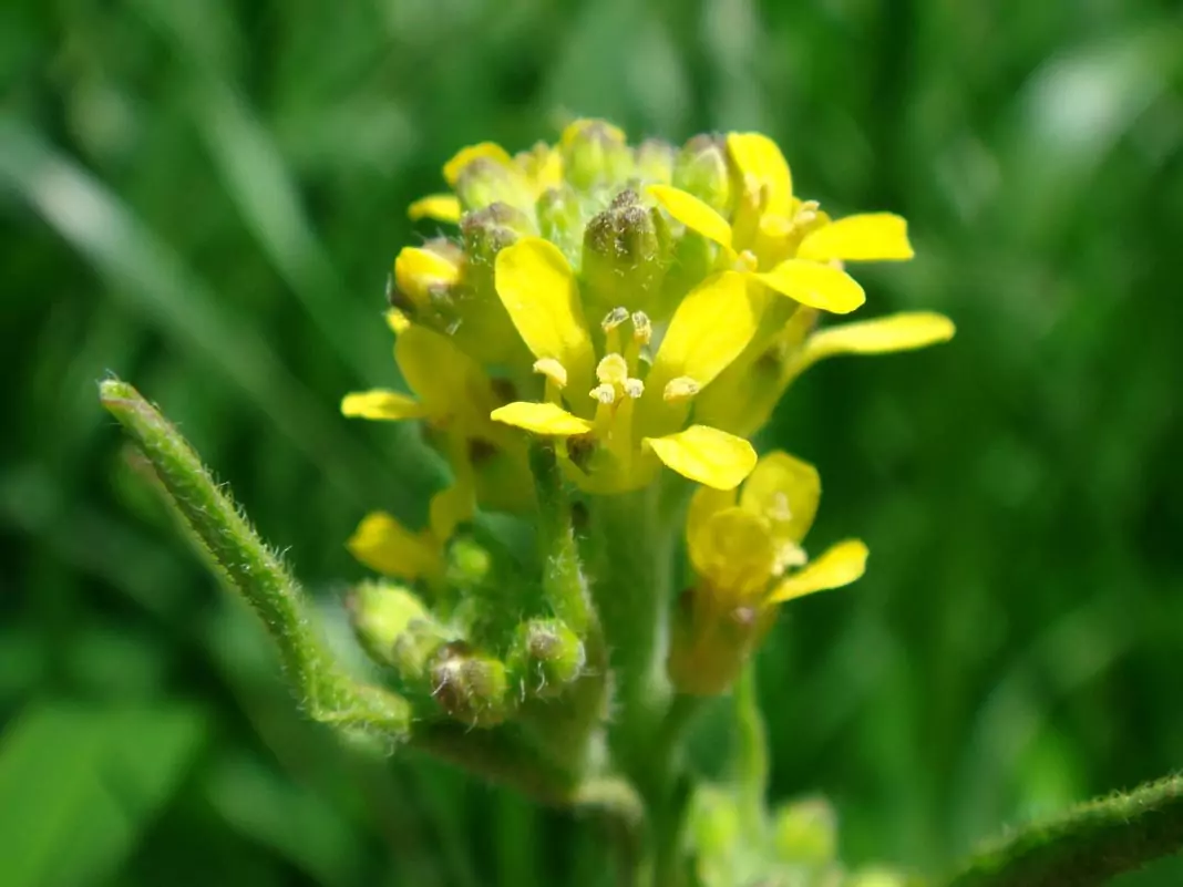 Лечебна мъдрица Sisymbrium officinale (L.) Scop