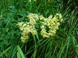 Дребно обичниче Thalictrum minus L.