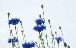 Синя метличина Centaurea Cyanus