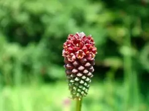Динка - лечебна Sanguisorba officinalis L.