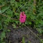 Кървавиче Bistorta major S. F. Gray (Polygonum bistorta L.)