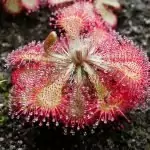 Росянка Drosera rotundifolia L.