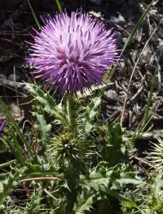 Челядник Echinops ritro L.