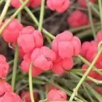 Ефедра Ephedra distachya L.