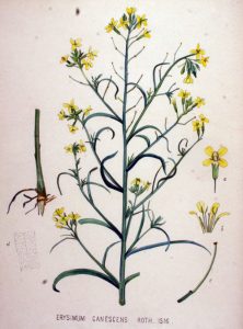 Разклонена боянка Erysimum diffusum Ehrh.