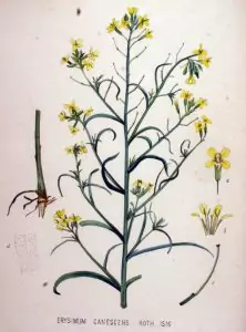 Разклонена боянка Erysimum diffusum Ehrh.