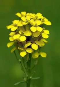 Вълнисто-назъбена боянка