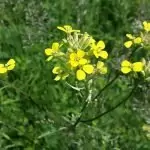 Разклонена боянка Erysimum diffusum Ehrh.