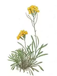 Боянка Erysimum diffusum Ehrh