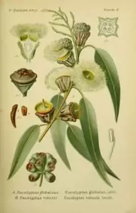 Евкалипт Eucalyptus globulus Labill.