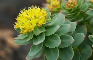 Златовръх Rhodiola rosea L. (Sedum roseum (L.) Scop.)