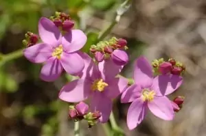 Червен кантарион