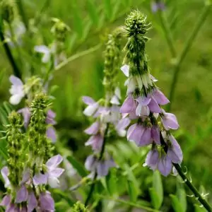 Лечебен жаблек (конски ребра) Galega officinalis L.