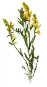 Жълтуга багрилна