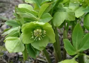 Кукуряк Helleborus odorus W. et K.