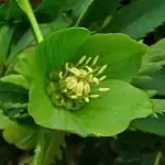 Кукуряк Helleborus odorus W. et K.