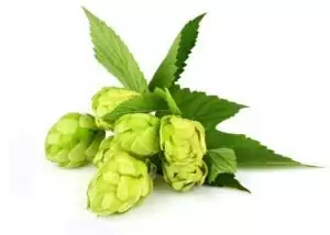 Хмел Humulus lupulus L.
