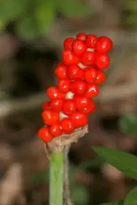 Петнист змиярник (змийски лапад) Arum maculatum L.