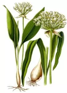 Левурда (мечи лук) Allium ursinum L.