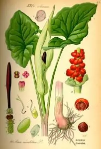 Петнист змиярник (змийски лапад) Arum maculatum L.
