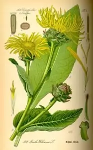 Оман бял Inula helenium L.