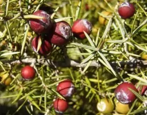 Червена хвойна Juniperus oxycedrus L