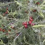 Червена хвойна Juniperus oxycedrus L