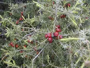 Червена хвойна Juniperus oxycedrus L