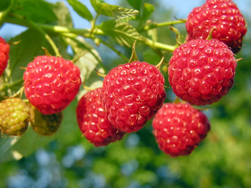 Малина Rubus Idaeus
