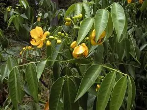 Сена (касия) Cassia senna L.(Cassia acutifolia Del) и Cassia angustifolia Vahl
