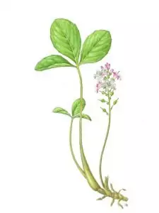 Водна детелина 