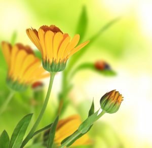 Невен Calendula Officinalis
