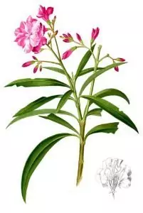 Зокум (олеандър) Nerium oleander L.