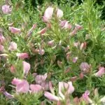 Гръмотрън Ononis spinosa L. и Ononis arvensis