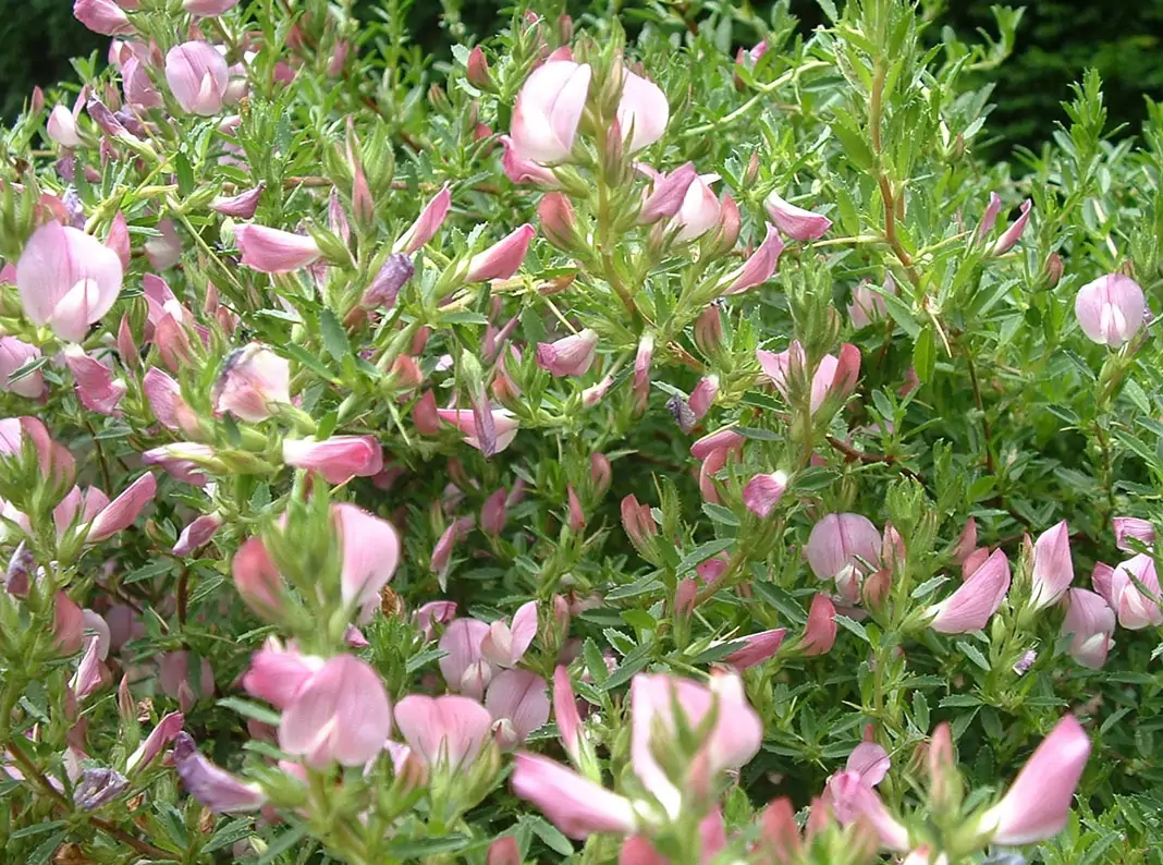 Гръмотрън Ononis spinosa L. и Ononis arvensis