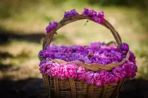 Казанлъшка маслодайна роза Rosa daraascena auct, non Mill