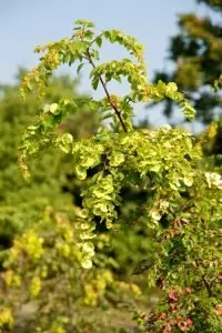 Драка билка Драка билка