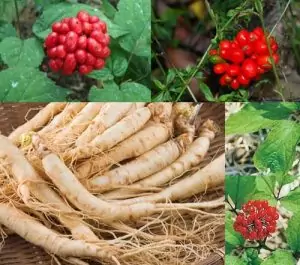 Жен-шен Panax ginseng C. A. Meyer