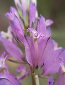 Телчарка Polygala major Jacq.