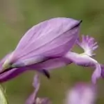 Телчарка Polygala major Jacq.
