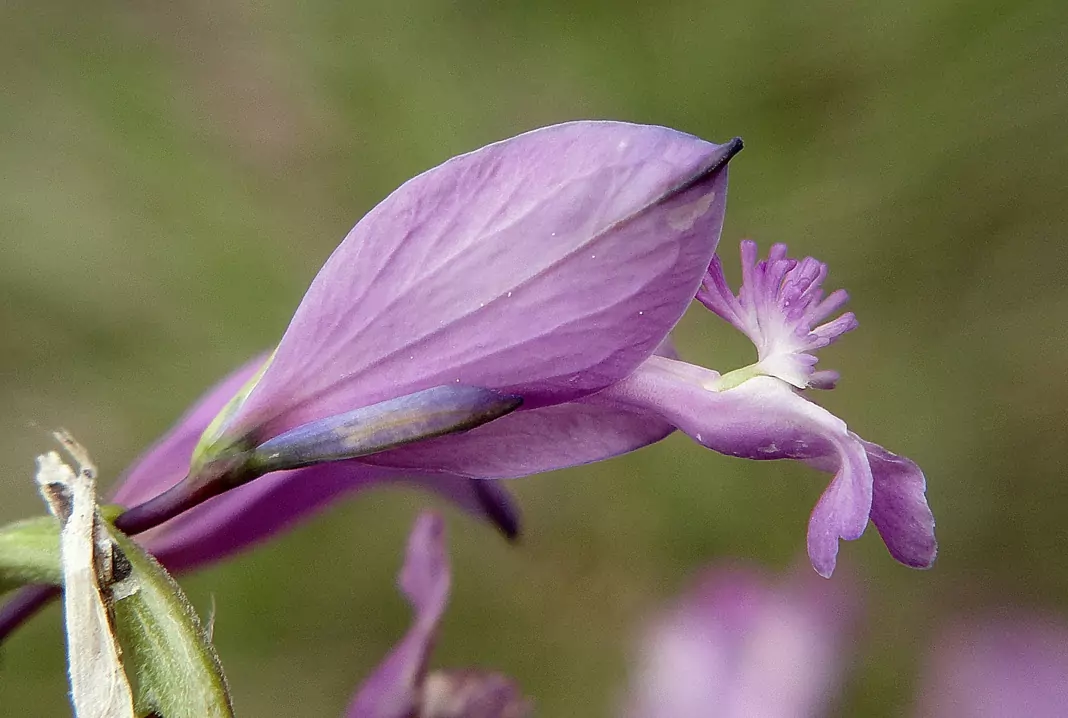 Телчарка Polygala major Jacq.