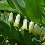 Момкова сълза