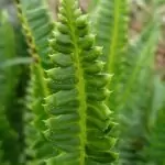 Наваличе Polystichum lonchitis (L.) Roth