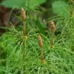 Блатен хвощ Equisetum palustre L.