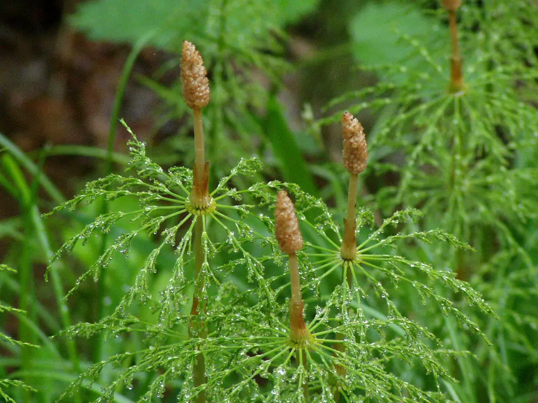 Блатен хвощ Equisetum palustre L.