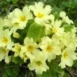 Иглика Primula Officinalis